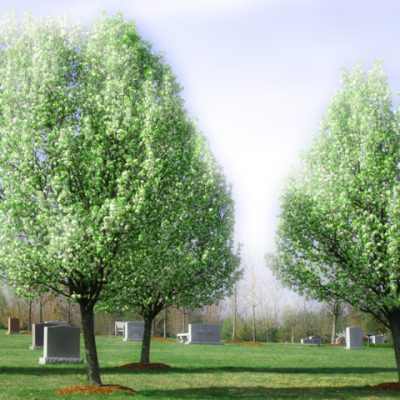 Pear trees at the Garden of Remembrance